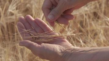 Frauenhand auf goldenem Weizenlandwirtschaftsfeld in Zeitlupe video