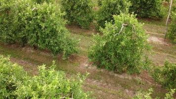 Apple árboles frutales agricultura plantación video