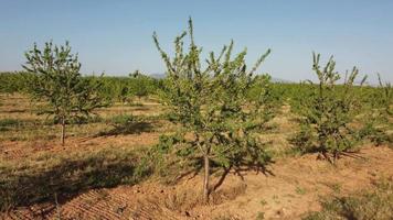 amandel bomen landbouw landbouw veld- video