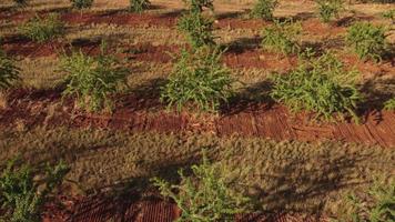Mandelbäume Landwirtschaft landwirtschaftliches Feld video