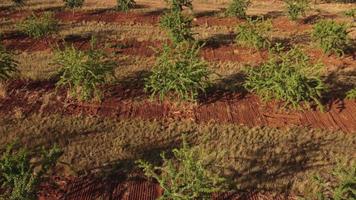 Almond Trees Agriculture Farming Field video