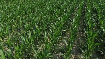 maïs landbouw teelt biologisch veld- video