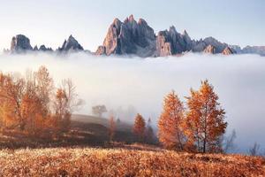 Majestic landscape with autumn trees in misty forest. Carpathian, Ukraine, Europe. Beauty world photo