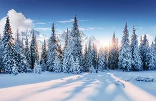Beautiful sunlight. Majestic landscape with forest at winter time. Scenery background