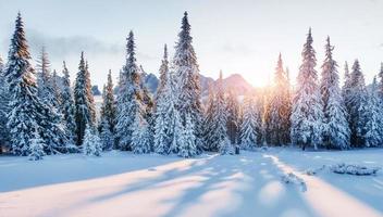 Beautiful sunlight. Majestic landscape with forest at winter time. Scenery background