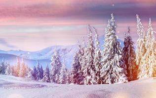 Majestic landscape with forest at winter time. Scenery background photo