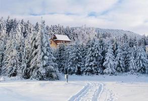 Majestic landscape with forest at winter time. Scenery background photo