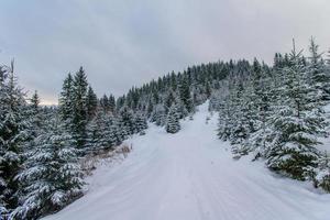 montañas de los Cárpatos de invierno foto