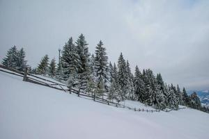 Carpathian winter mountains photo