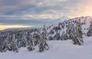 cielo nublado. mágico paisaje invernal con árboles cubiertos de nieve durante el día