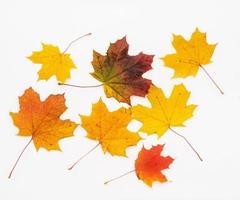 Isolated autumn maple leaves photo