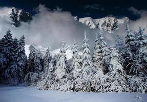 Majestic landscape with forest at winter time. Scenery background photo