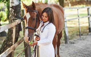 Feeding by apple. Female vet examining horse outdoors at the farm at daytime photo