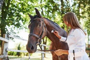 Using stethoscope. Female vet examining horse outdoors at the farm at daytime photo