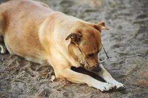 Sad dog in eyewear laying on the sand outdoors. Conception of pets photo