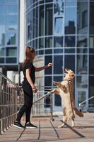 Young positive woman have fun and doing tricks with her dog when have a walk outdoors near business building photo