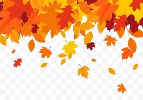 Autumn Falling Leaves. vector