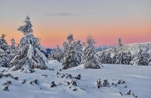 la nieve cubre mucho suelo y árboles. mágico paisaje invernal foto