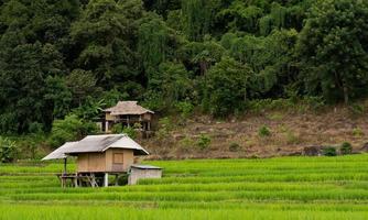 paisaje de pequeña cabaña y terraza de arroz verde en temporada de lluvias en ban pa pong piang, chiangmai, tailandia foto