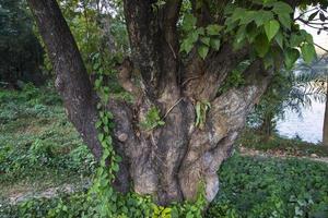 the biggest old tree in the forest with a greenery view photo