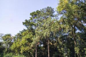 vista del paisaje del bosque verde tropical en el jardín botánico de bangladesh foto