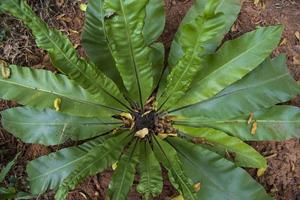 Bird s nest fern Asplenium nidus plant Natural green leaves  pattern texture background photo