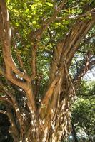 Big Bot or Banyan Tree with Branch root photo