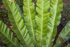 pájaro s nido helecho asplenium nidus planta natural verde hojas patrón textura fondo foto