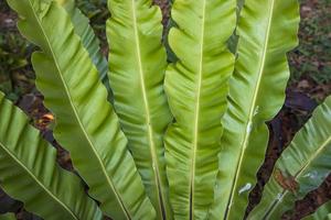 pájaro s nido helecho asplenium nidus planta natural verde hojas patrón textura fondo foto