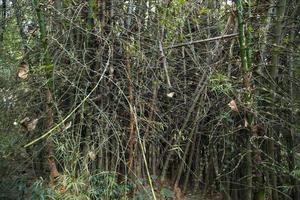 Green Bamboo in the Forest  may be used as a Texture  background wallpaper photo