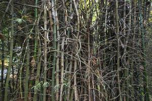 Green Bamboo in the Forest  may be used as a Texture  background wallpaper photo