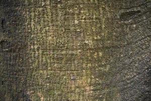 La textura de la corteza de un árbol grande y viejo se puede usar como papel tapiz de fondo foto