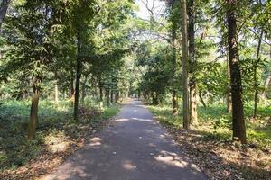 Natural Forest  Green Trees in the botanical garden park photo