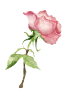 flor ilustração em aquarela floral png