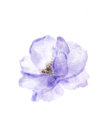 flor floral acuarela ilustración png