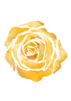 fleur floreale acquerello illustrazione png