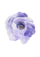 Fleur Floral Watercolor Illustration png