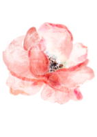 flor floral acuarela ilustración png