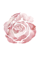 fleur floreale acquerello illustrazione png