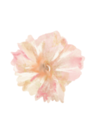 fleur floral illustration aquarelle png