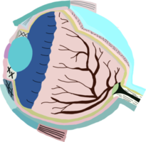 Anatomical eye structure