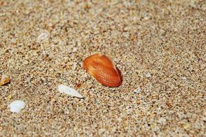 Travel to island Koh Lanta, Thailand. Seashells on the sand beach. photo