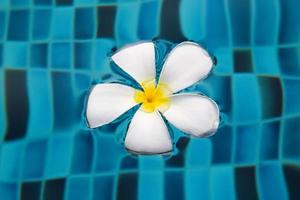 Flower of frangipani on a blue surface of a swimming pool. photo