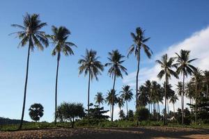 Travel to Island Koh Lanta, Thailand. The view on the palms on the beach in the sunlight. photo