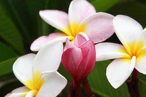 Phi Phi, Thailand. White-yellow-pink  flowers of plumeria - frangipani - on the branch in the park. photo