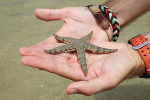 A starfish on the palms of the hands. photo