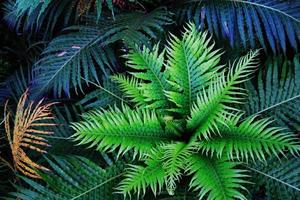 The top view on the green ferns on a black background. photo