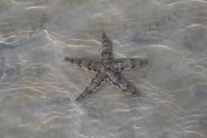 Travel to Phi Phi island, Thailand. A starfish on a sand under the sea waves. photo