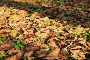 Travel to Chiang Mai, Thailand. The colorful autumn foliage on a grass in a forest on a sunny day. photo