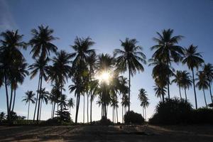 Travel to Island Koh Lanta, Thailand. The view on the palms on the beach in the sunlight. photo